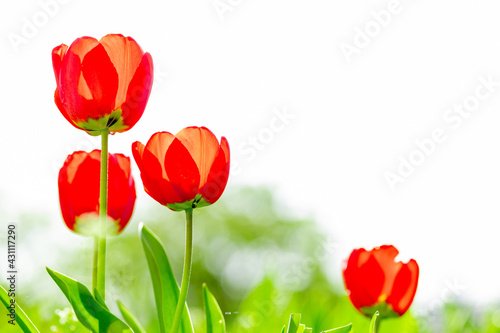Red tulips on a lawn in sunlight. The beauty of the spring concept background.