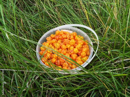 cloudberry in the garden
