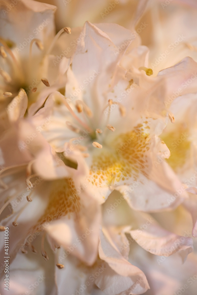 Rhododendron flower blossoming family ericaceae close up background botanical modern high quality big size print Rhododendron flower blossoming family ericaceae close up background botanical modern high quality big size print