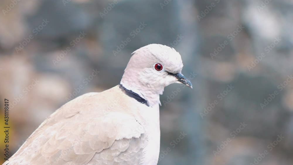 Close up of white pigeon in slow motion 250fps Close up of white pigeon in slow motion 250fps
