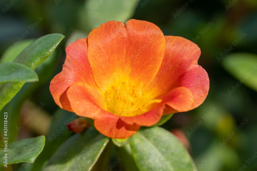 Tropical orange flower (Portulaca grandiflora) of South America, grown in gardens. Vibrant orange and yellow colors for spring or summer concepts.