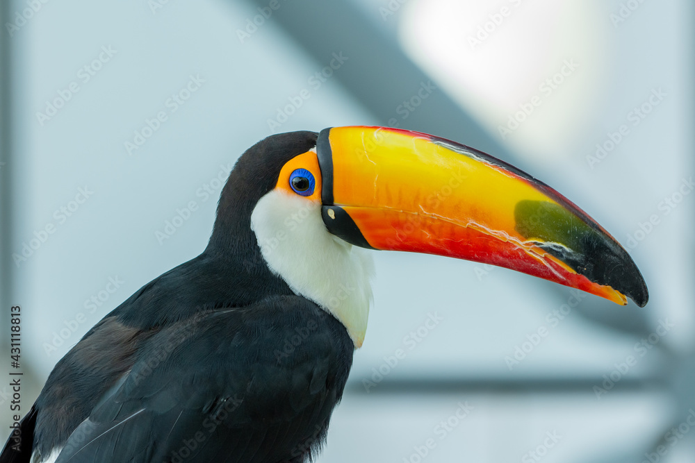 The toco toucan eye close up (Ramphastos toco), also known as the ...