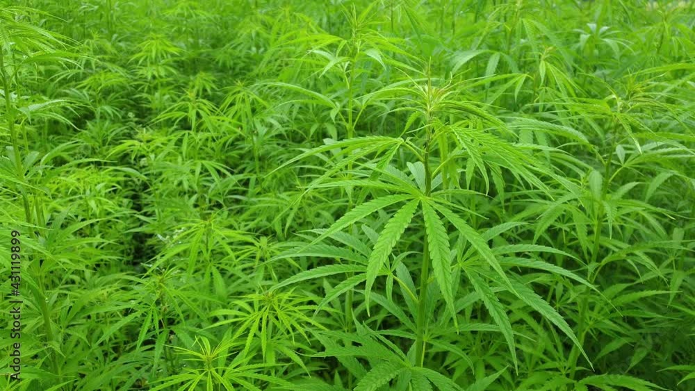 Green Cannabis Field. Panning Shot Green Cannabis Field. Panning Shot