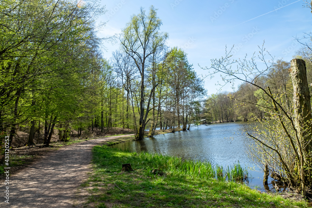 Waldweg am Weiher