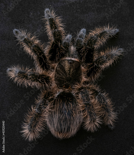 spider macro many paws dark spider on a black background fluffy hairs