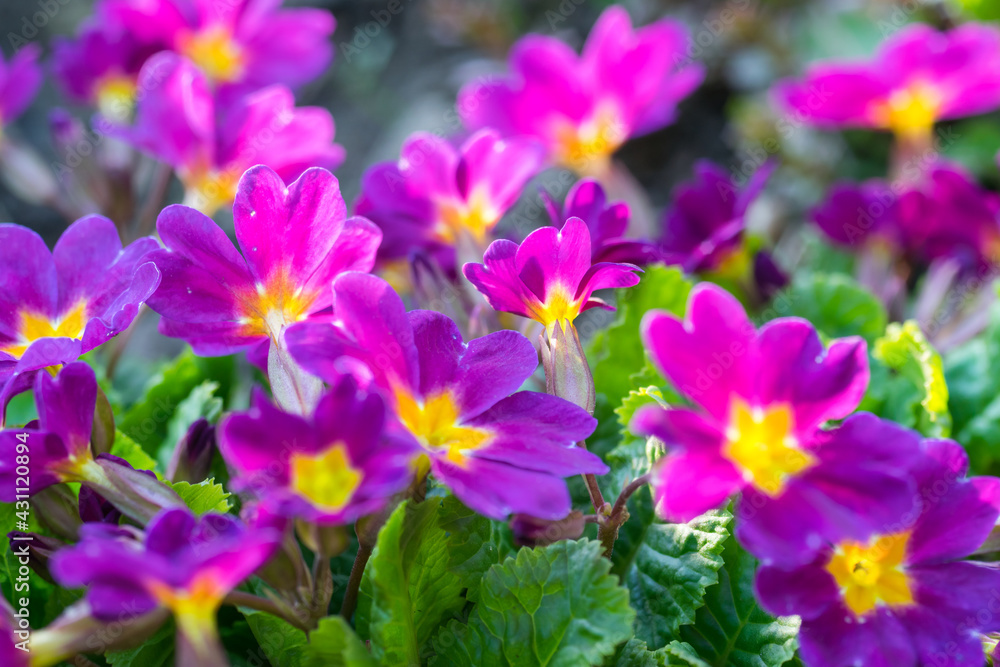 Spring flowers, primrose or primula in a garden Spring flowers, primrose or primula in a garden
