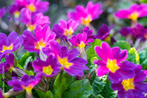 Spring flowers  primrose or primula in a garden