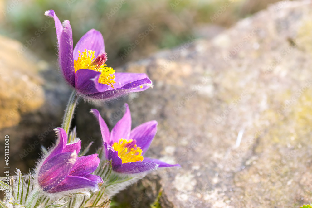 Pasque flower, Pulsatilla in garden, sunlight Pasque flower, Pulsatilla in garden, sunlight