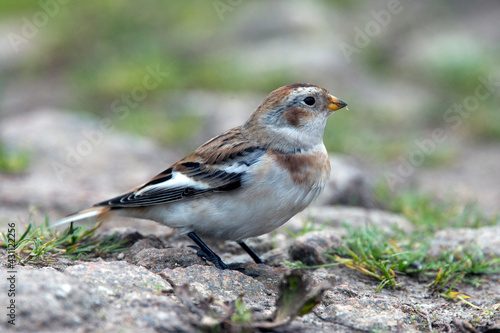Snow Bunting, (Plectrophenax nivalis) male in winter plumage on a stony path, Penninis Head, Scilly Isles, Cornwall, UK.