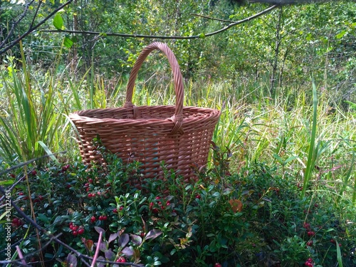 basket in the forest