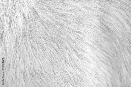White gray background of dog fur with soft texture