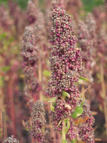 Quinoa is an important food source and resembles milk in protein composition. Vertical image photo