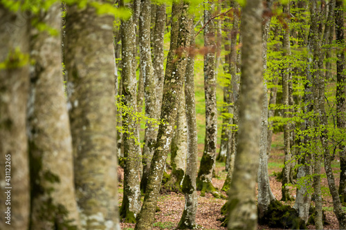 (Selective focus) Stunning view of a forest surrounded by beautiful Fagus Sylvatica trees. Spring season, Italy.