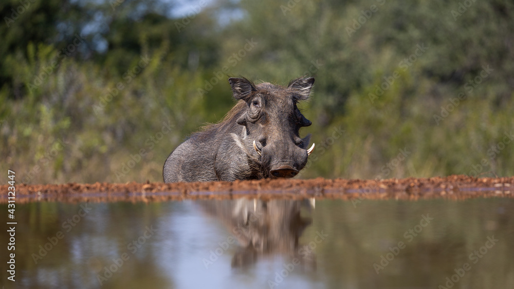 warthog inspecting the local waterhole warthog inspecting the local waterhole
