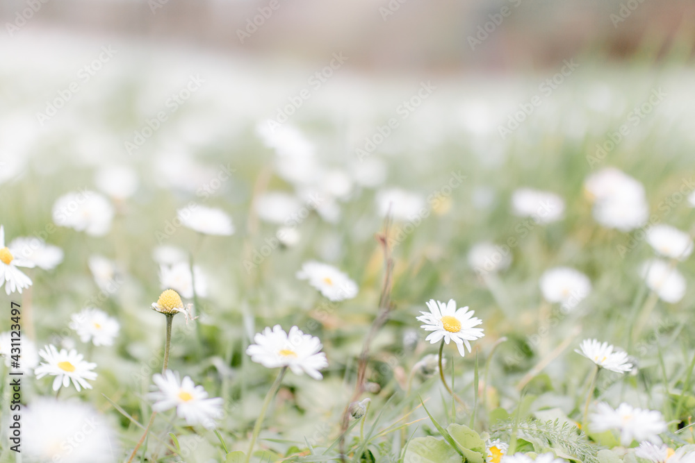Frühling Frühling