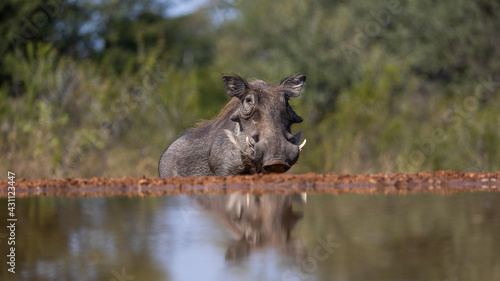 warthog inspecting the local waterhole