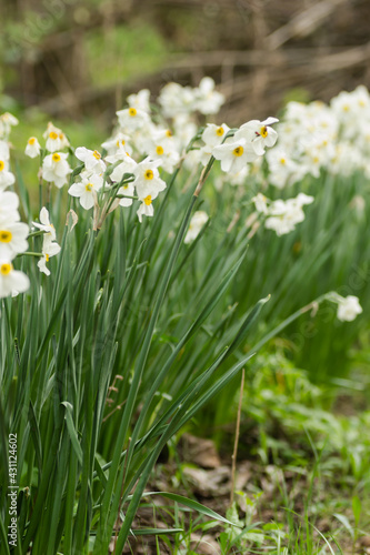 White narcissus with a yellow core bloom in the garden in April. A large field of narcissus. Spring white and yellow flowers.