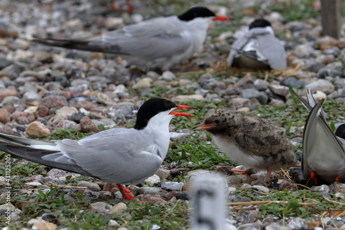 tern