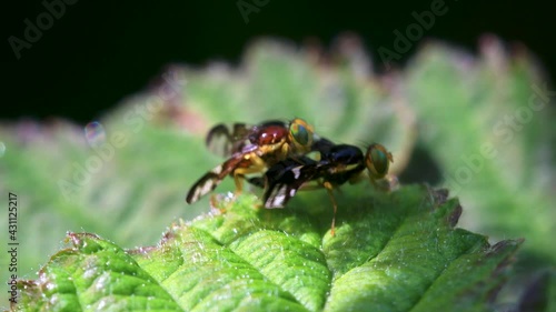 Celery Leaf Mining Fly, Celery Fly, Hogweed Picture-Wing Fly, Euleia heraclei - pair during copulation photo