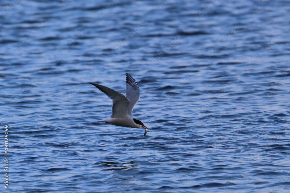 sterna hirundo
sterna hirundo