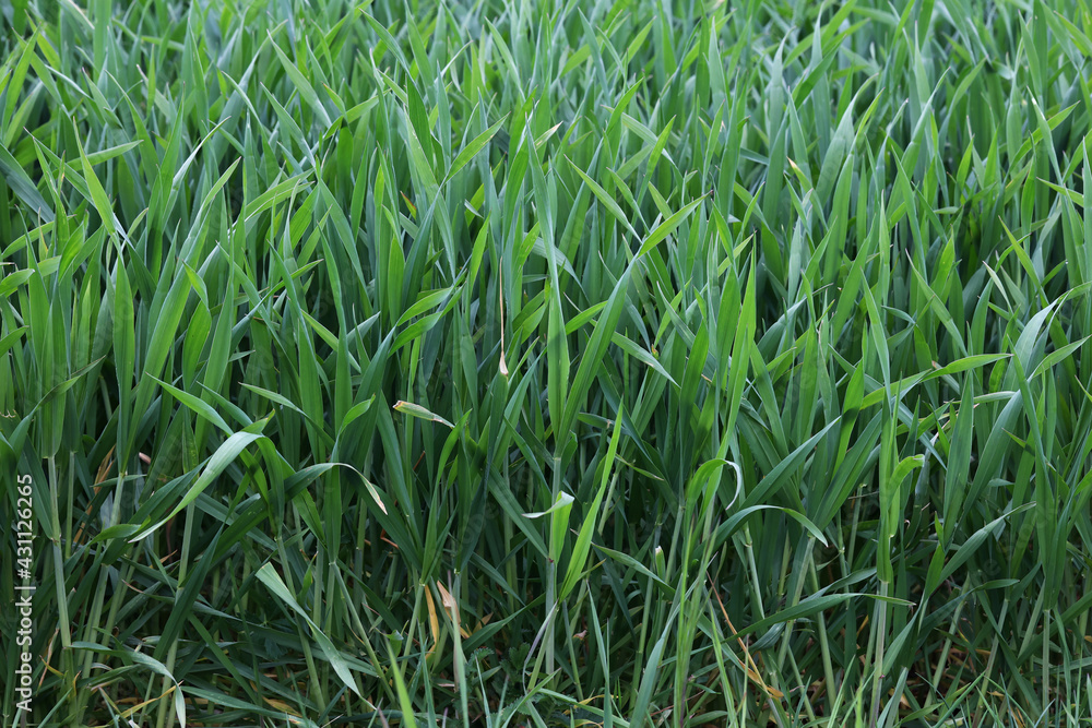 Green seedlings of winter crops in springtime Green seedlings of winter crops in springtime