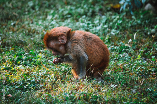 Baby Monkey in the Grass