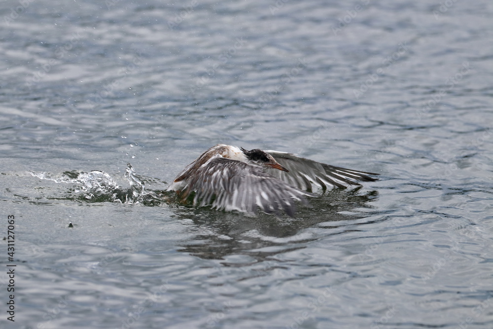 Fototapeta premium young seabird