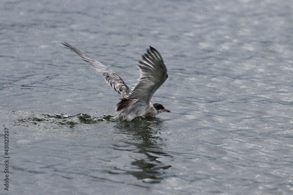 young seabird young seabird
