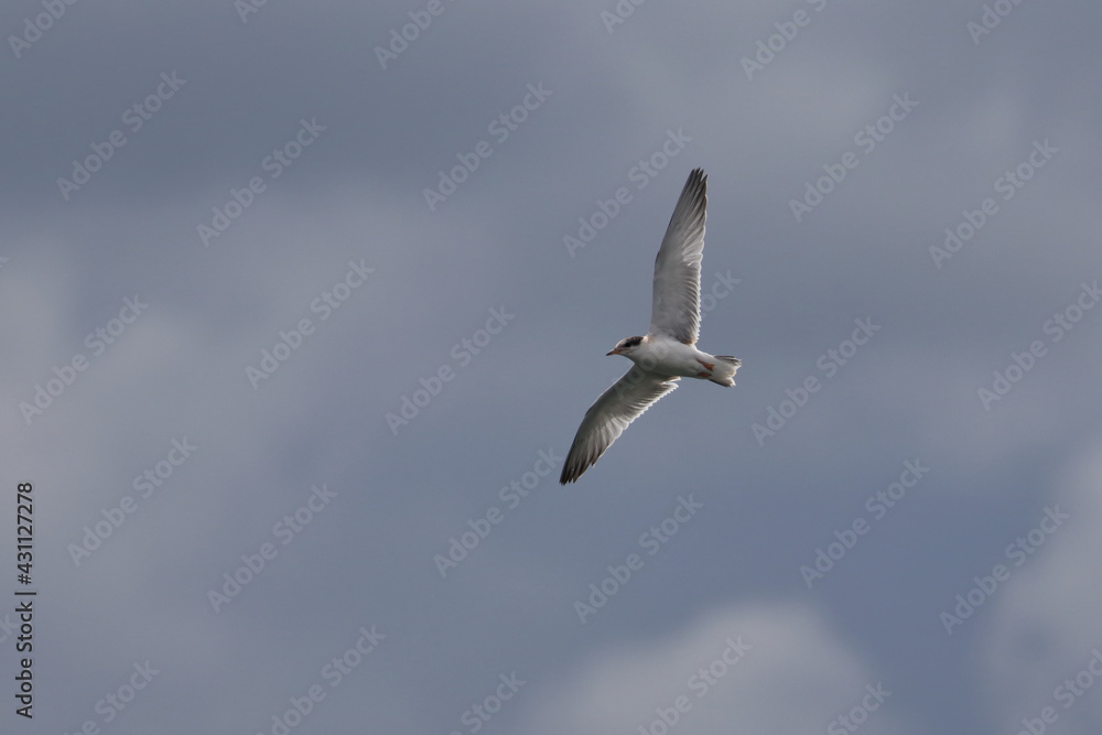 Obraz premium common tern 