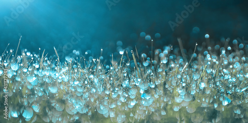 Many dew drops glow and sparkle in sun in morning fresh wet grass in nature. Beautiful bokeh circles.