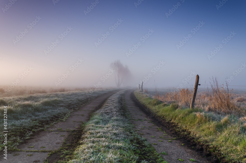 Fototapeta premium MISTY GRASSLAND - A cool spring morning on the farm 