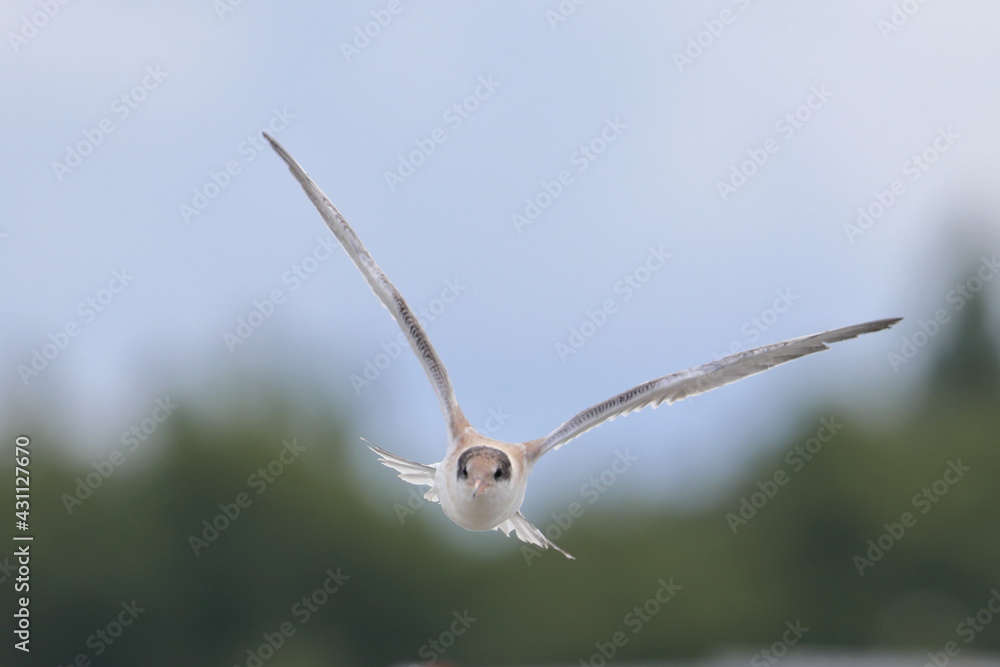 common tern