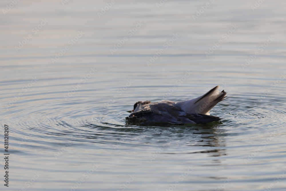 Obraz premium common tern