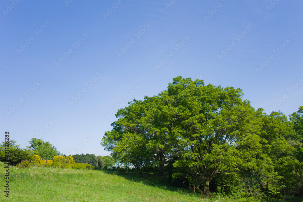 Park Tree