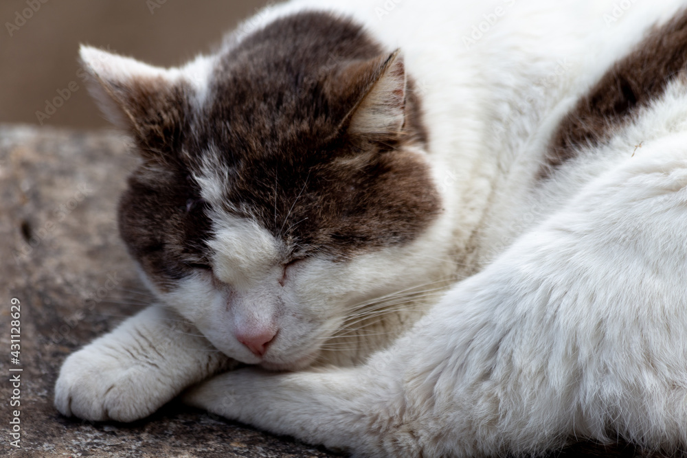 Naklejka premium Gros plan d'un chat noir et blanc faisant la sieste sur le bord d'un mur