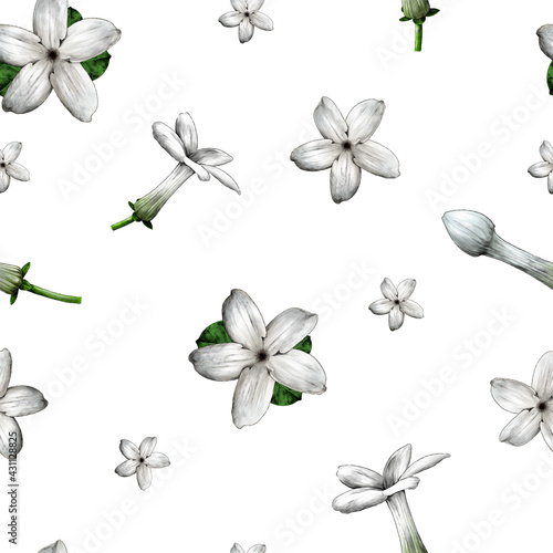 seamless pattern with the image of jasmine flowers, sketch vector graphics color illustration on a white background