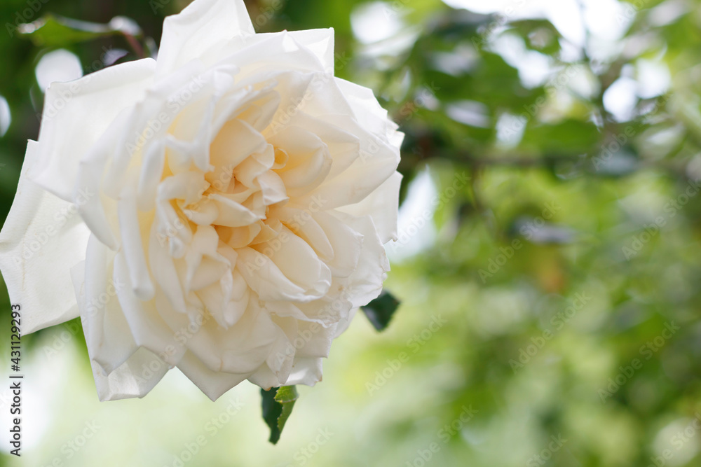 Obraz premium 庭の植物、生き物たち