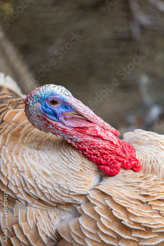 Turkey selection focus with blurred backgrounds.