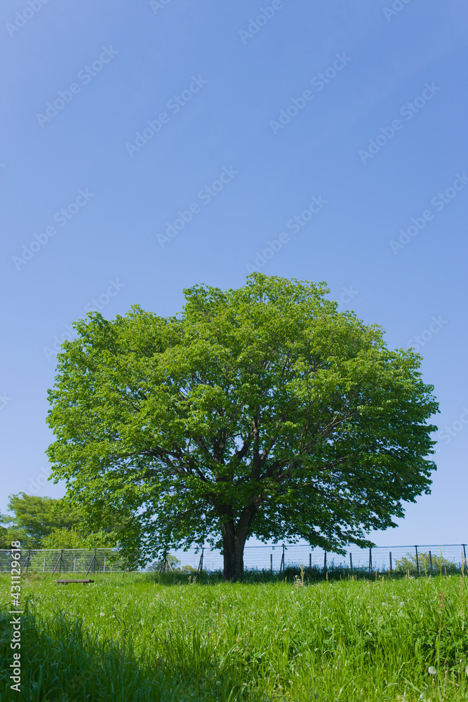 Fototapeta premium Park Tree