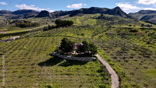 vineyard in the morning