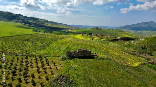 vineyard