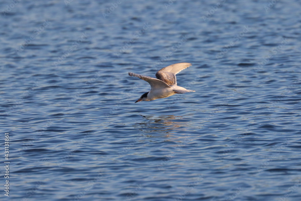 common tern flying