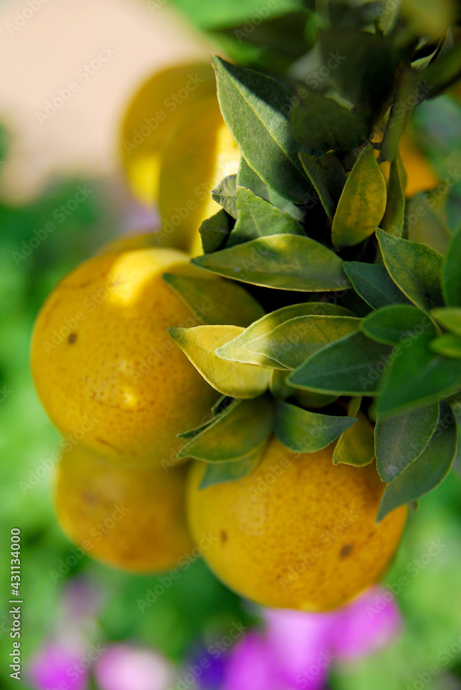Closeup Tangerine or Orange Fruit with leaf in orange field.
