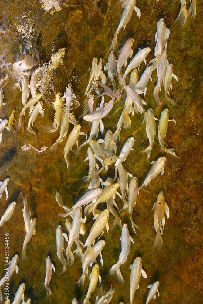 Fototapeta premium White Butterfly koi, longfin koi, or dragon carp are a type of ornamental fish notable for their elongated finnage. The fish are a breed of the common carp in the pool.