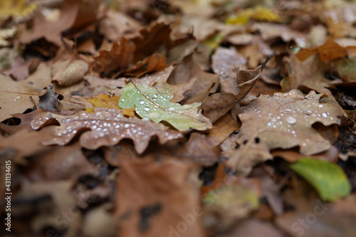 Herbstlaub einer Eiche mit Regentropfen im Wald 