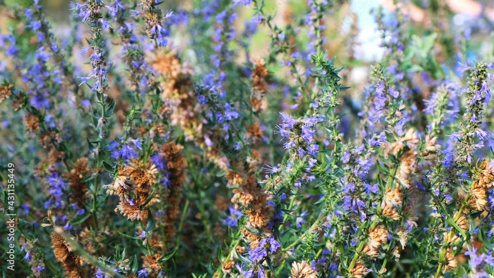 Obraz premium Purple lavender flowers on the field.
