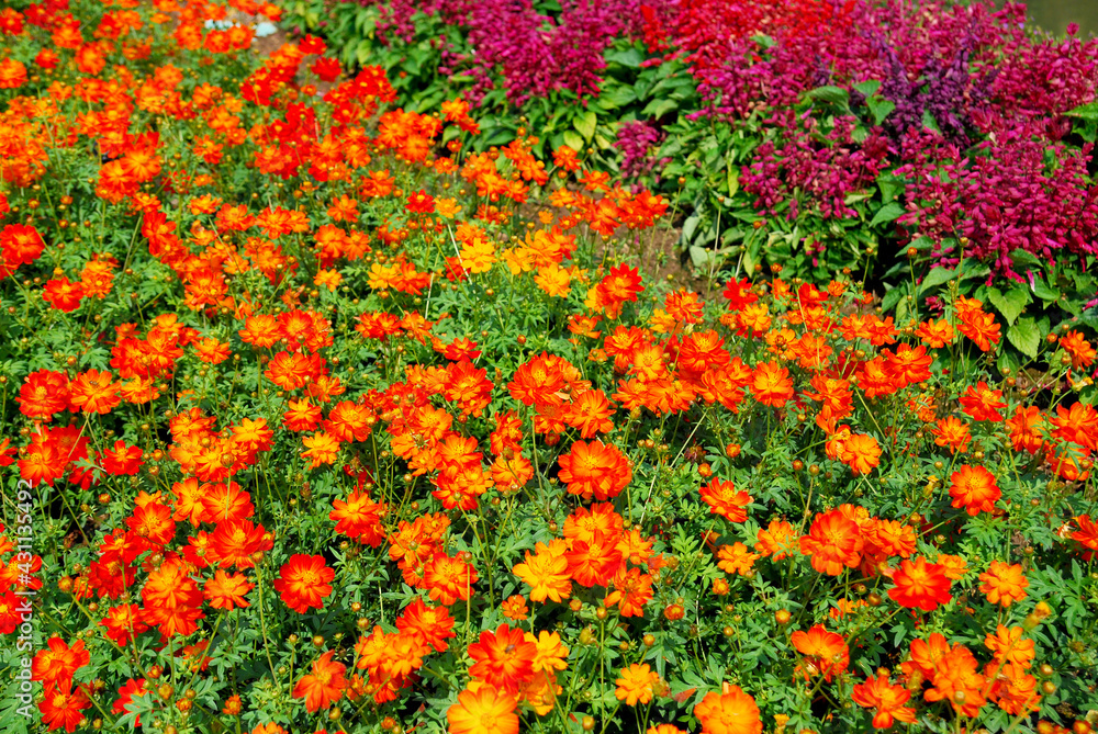 
Orange Color cosmos Flower in flower garden - beautiful background in the garden Colorful flower abstract background - image from chiangrai garden park thailand