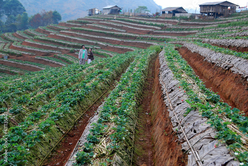 Landscape Strawberry gardener is harvest fresh Strawberry at strawberry farm , angkhang , chiang mai ,thailand - agriculture  farm and harvesting  photo