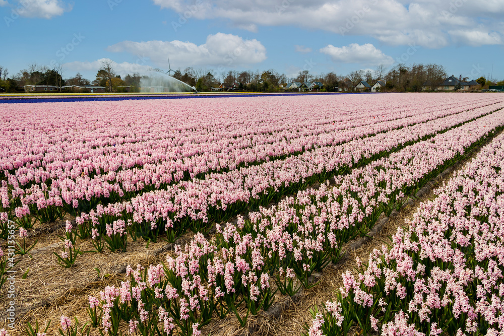 Fields full of brightly colored hyacinths and intoxicating scents, province of North Holland, the Netherlands