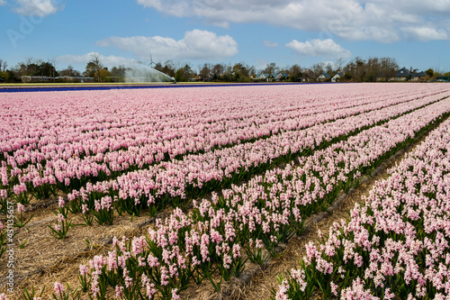 Wallpaper Mural Fields full of brightly colored hyacinths and intoxicating scents, province of North Holland, the Netherlands Torontodigital.ca